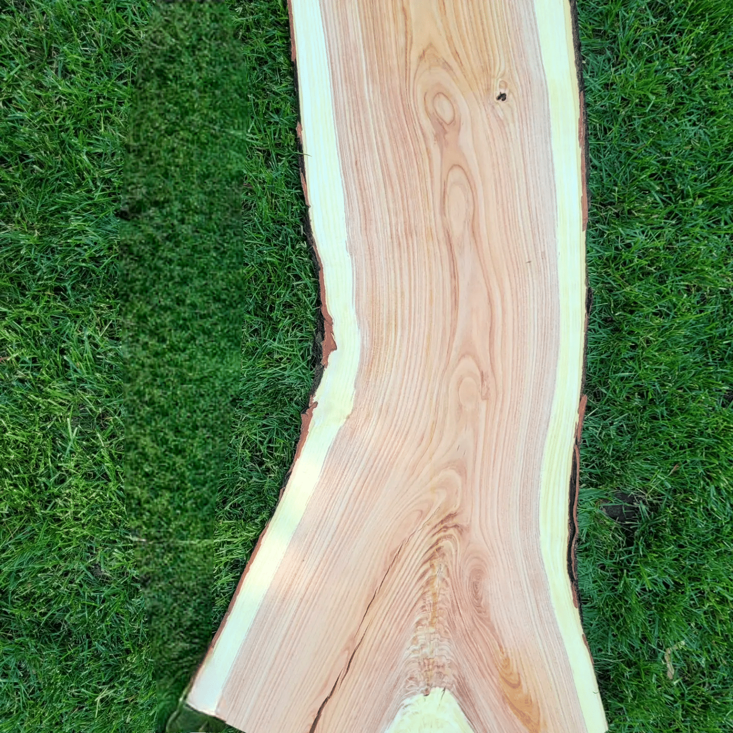 a piece of Honey Locust wood on grass