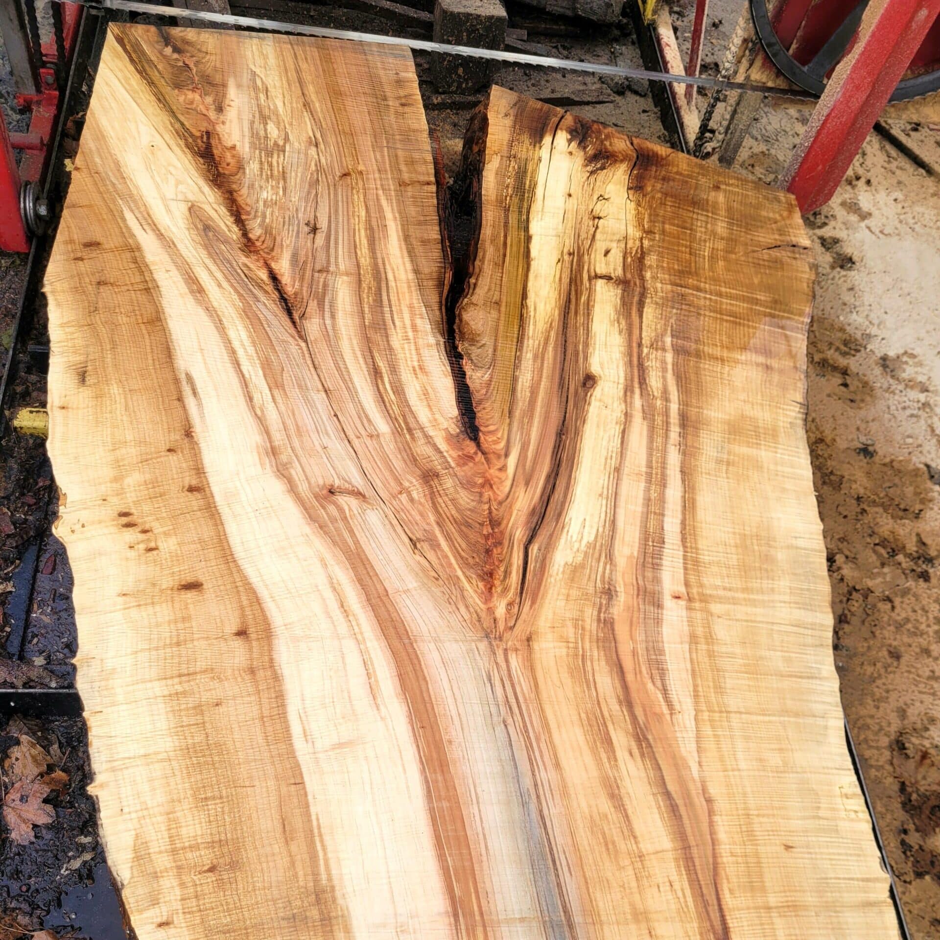 a large piece of Silver Maple wood