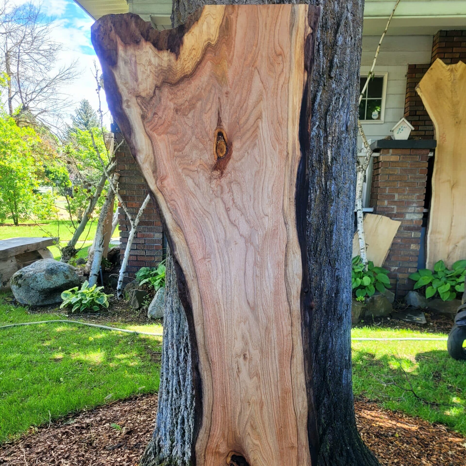 a tree trunk cut in half